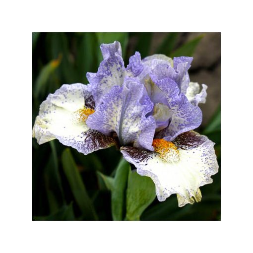 Iris pumila Unwritten