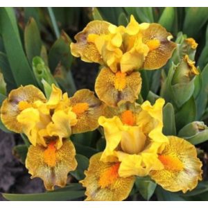 Iris pumila Victory March
