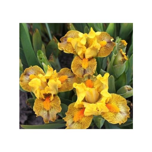 Iris pumila Victory March