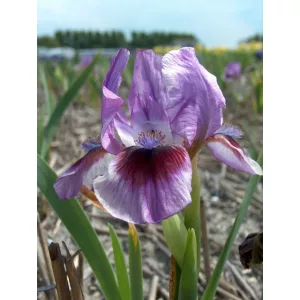 Iris pumila Yo-Yo