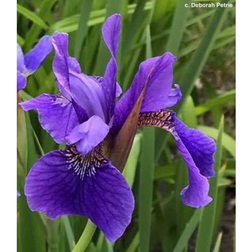 Iris siberica Dark Circle