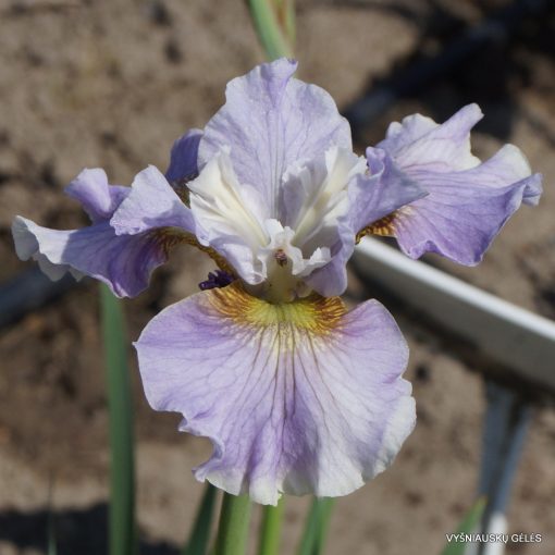 Iris siberica Dawn Waltz - Szibériai írisz