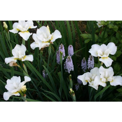Iris siberica Harpswell Happiness - Szibériai írisz
