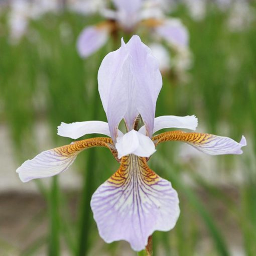 Iris siberica Mrs Rowe