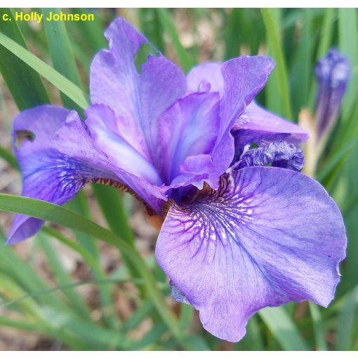 Iris siberica Reprise - Szibériai írisz