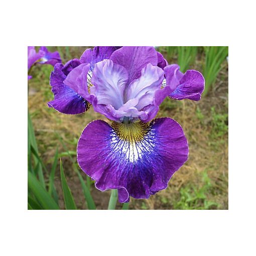 Iris siberica A Thousand Kisses - Szibériai írisz