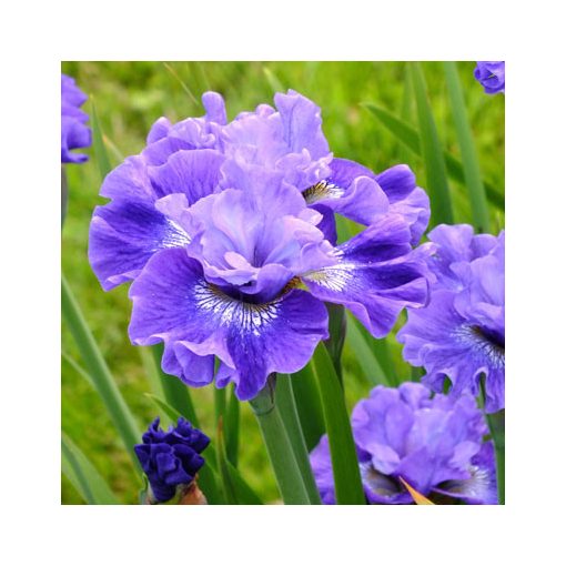 Iris siberica Blueberry Fair - Szibériai írisz