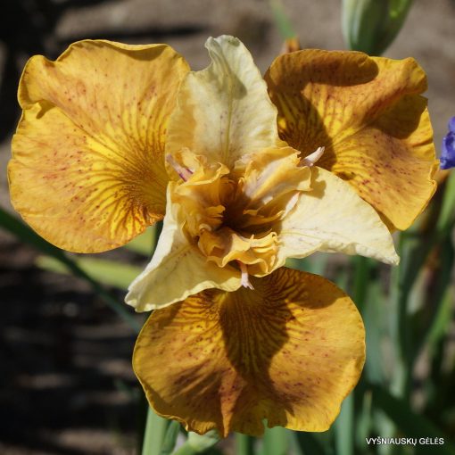 Iris siberica Butterscotch Fizz - Szibériai írisz