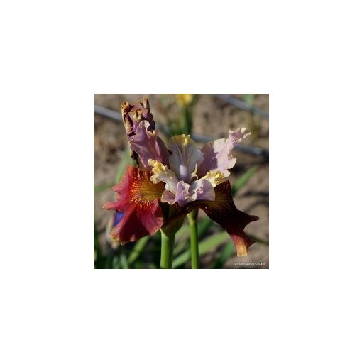 Iris siberica Cherry Fling - Szibériai írisz