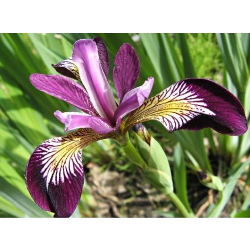 Iris siberica Claret Cup - Szibériai írisz