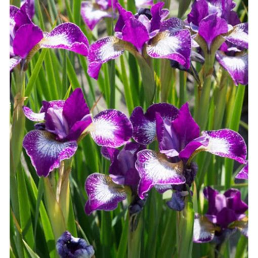 Iris siberica Currier - Szibériai írisz