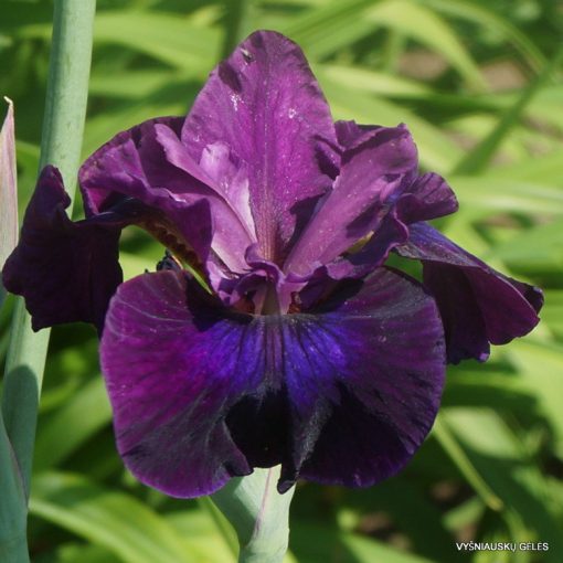 Iris siberica Devil Dream - Szibériai írisz