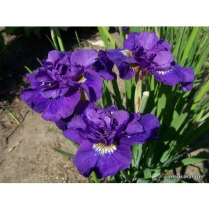 Iris siberica Double Standard - Szibériai írisz
