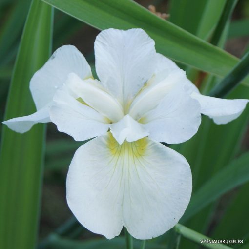 Iris siberica Ester C.D.M. - Szibériai írisz