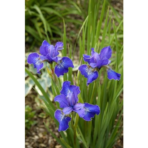 Iris siberica Ever Again - Szibériai írisz