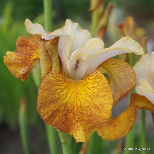 Iris siberica Ginger Twist - Szibériai írisz