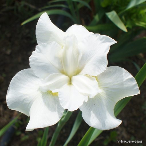 Iris siberica Gull Wing - Szibériai írisz