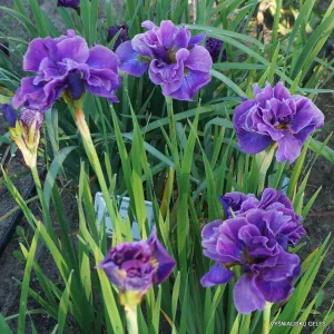 Iris siberica Having Fun - Szibériai írisz
