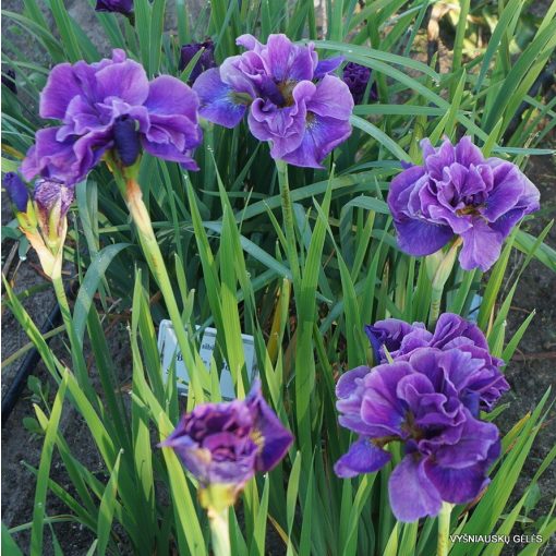 Iris siberica Having Fun - Szibériai írisz