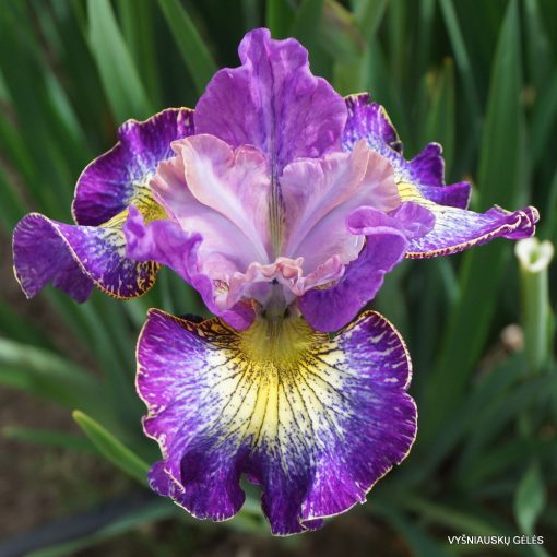 Iris siberica How Aucacious - Szibériai írisz