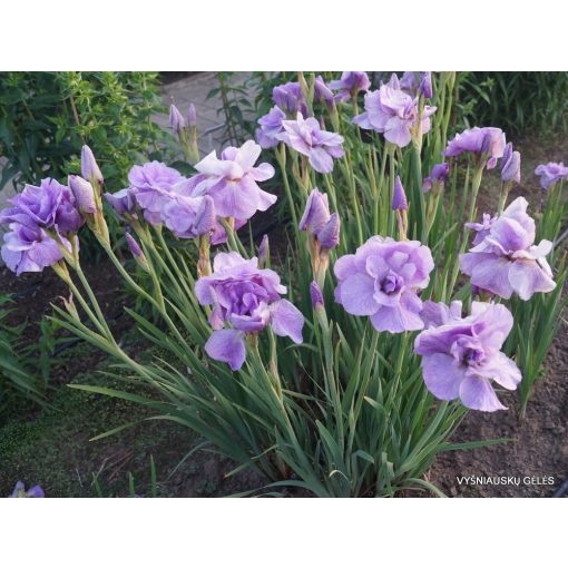 Iris siberica Imperial Opal - Szibériai írisz