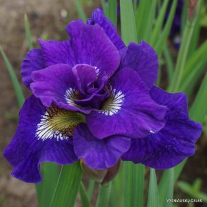 Iris siberica Kaboom - Szibériai írisz