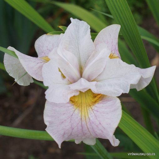 Iris siberica Lemon Veil - Szibériai írisz