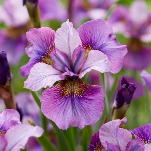 Iris siberica Light of Heart - Szibériai írisz