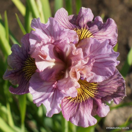 Iris siberica Mad Hat