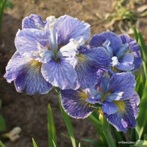 Iris siberica Magnetism