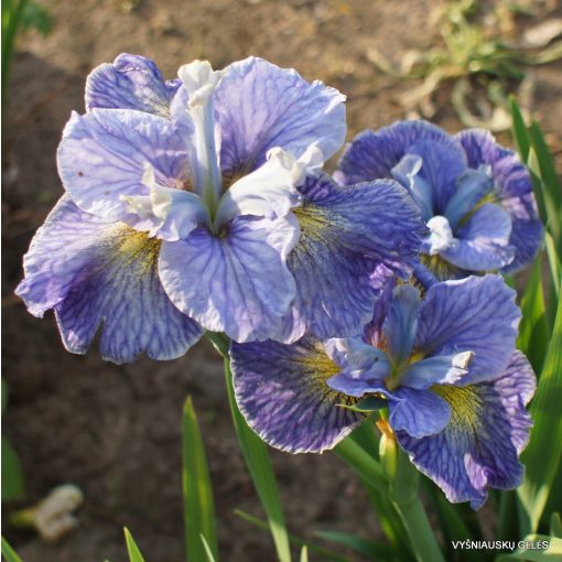 Iris siberica Magnetism
