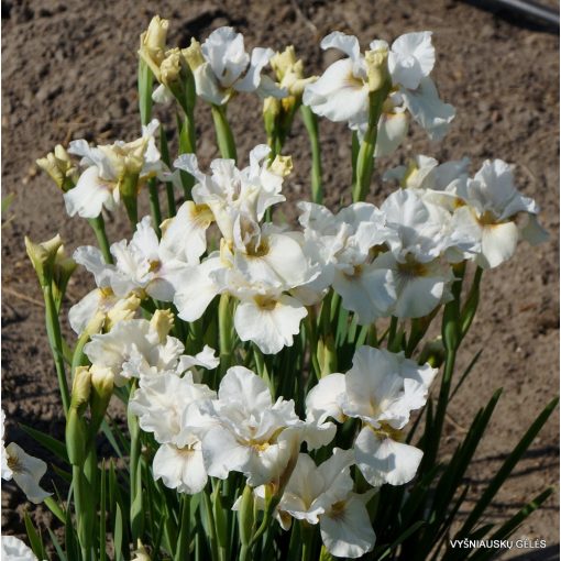 Iris siberica Not Quite White - Szibériai írisz