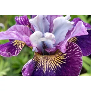 Iris siberica On Mulberry Street