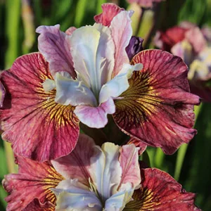 Iris siberica Painted Woman
