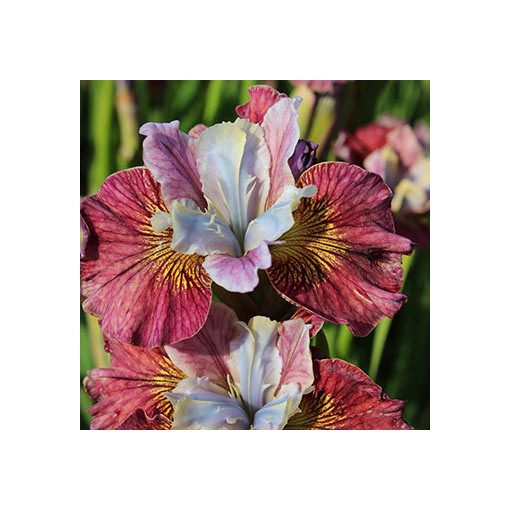 Iris siberica Painted Woman