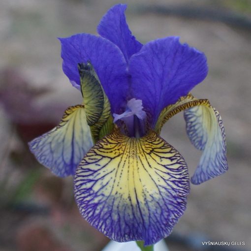 Iris siberica Pennywhistle - Szibériai írisz