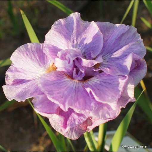 Iris siberica Pink Parfait - Szibériai írisz