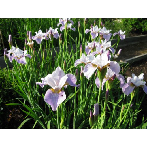 Iris siberica Pleasure of May - Szibériai írisz