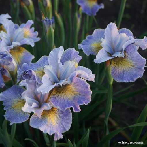 Iris siberica Reel Cute - Szibériai írisz