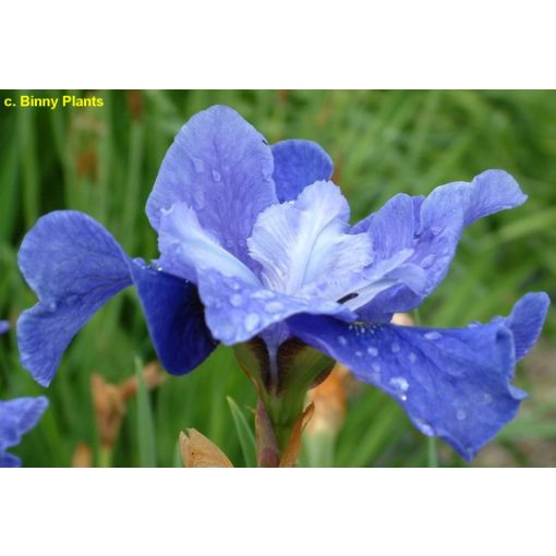 Iris siberica Regency Belle - Szibériai írisz