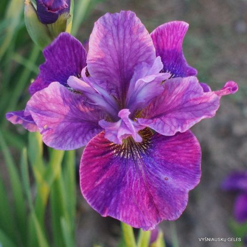 Iris siberica Roaring Jelly - Szibériai írisz