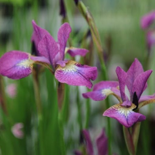 Iris siberica Rose Quest - Szibériai írisz