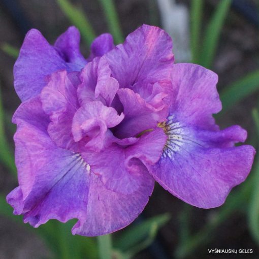 Iris siberica Rosy Bowl - Szibériai írisz