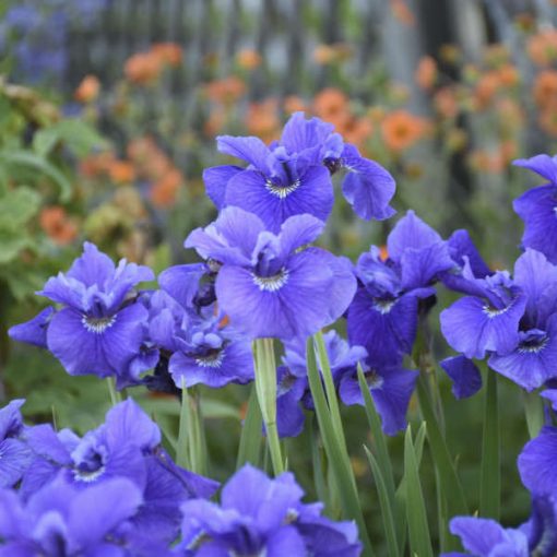 Iris siberica Ruffled Velvet