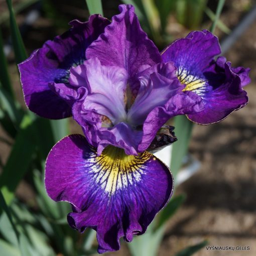 Iris siberica Ruffles and Flourishes - Szibériai írisz