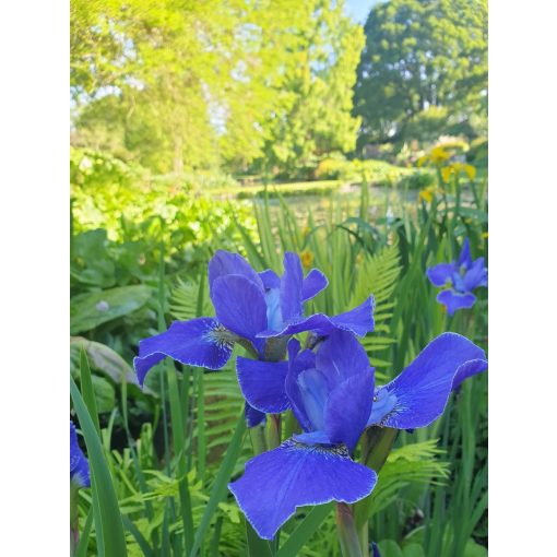 Iris siberica Silver Edge - Szibériai írisz