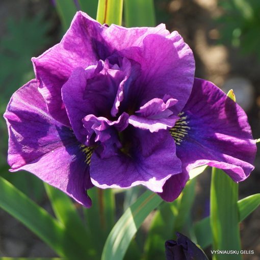 Iris siberica Spindazzle - Szibériai írisz