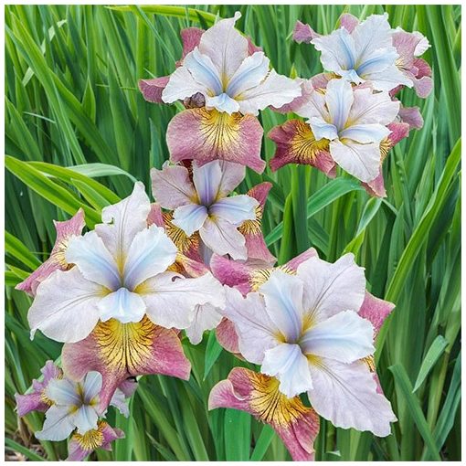 Iris siberica Sugar Rush - Szibériai írisz