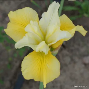Iris siberica Summer Revels - Szibériai írisz