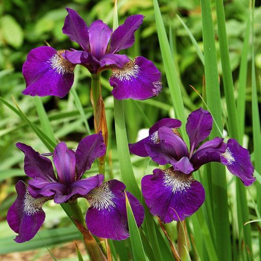 Iris siberica Teal Velvet - Szibériai írisz